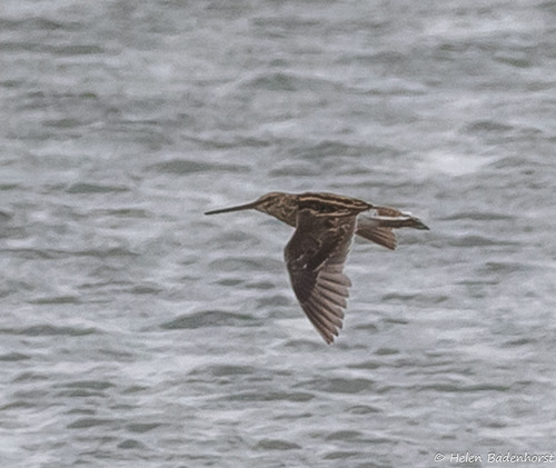 iNaturalist image
