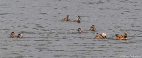 iNaturalist: (c) Helen Badenhorst, some rights reserved (CC BY-NC), uploaded by Helen Badenhorst iNaturalist image