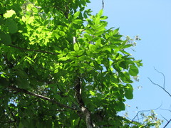 Fraxinus nigra image
