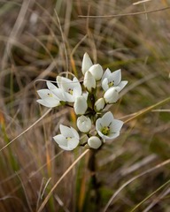 Gentianella montana ionostigma