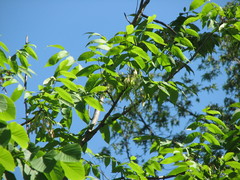 Fraxinus nigra image