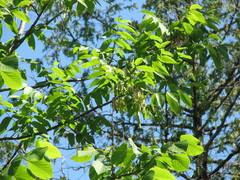 Fraxinus nigra image