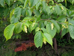 Ostrya virginiana image