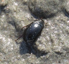 Hydrochara caraboides