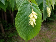 Ostrya virginiana image