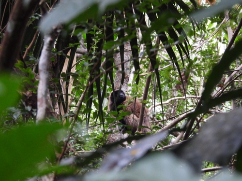 Northern Masked Titi