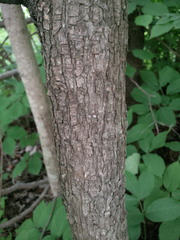 Ostrya virginiana image