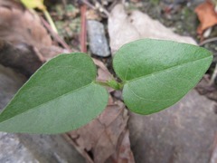 Vigna angularis nipponensis