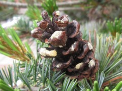Pinus parviflora