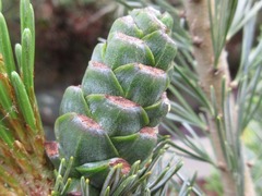 Pinus parviflora