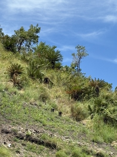 Cycas campestris observed 2026-03-31