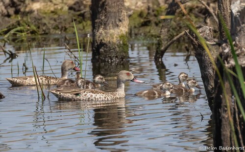 iNaturalist image