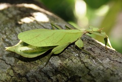 Phylliidae