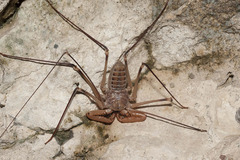 Acanthophrynus coronatus