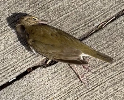 Swainson's Thrush