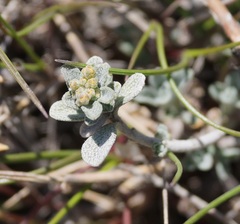 Odontarrhena muralis