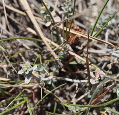 Odontarrhena muralis