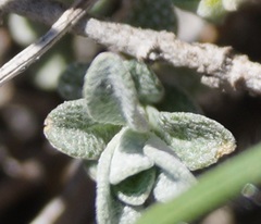 Odontarrhena muralis