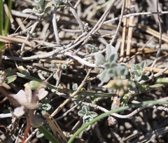 Odontarrhena muralis