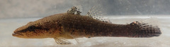 Butis humeralis