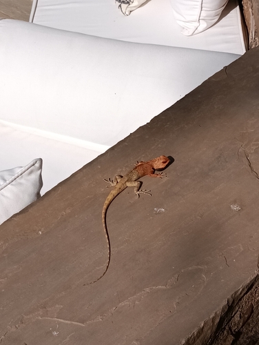 Indian Garden Lizard