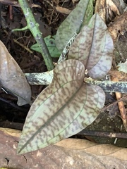Nephelaphyllum