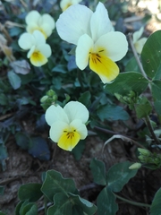 Viola arvensis