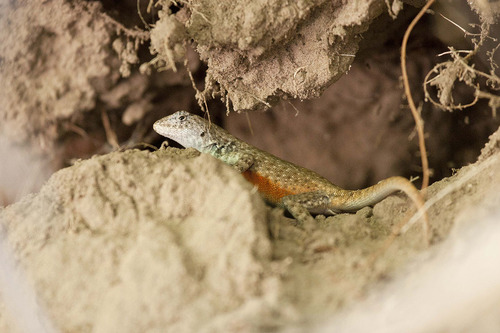 Gadow's Spiny Lizard