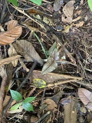 Nephelaphyllum