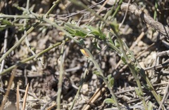 Genista depressa