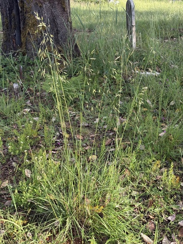 Festuca californica, photograph 3