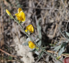 Genista depressa