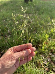 Festuca californica, photograph (c) Ed Alverson, some rights reserved (CC BY)
