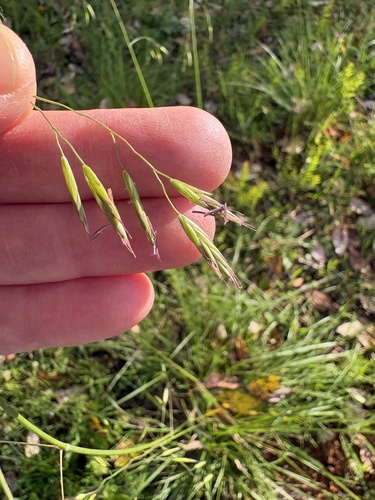Festuca californica, photograph 5