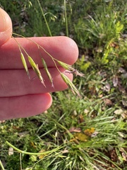 Festuca californica, photograph (c) Ed Alverson, some rights reserved (CC BY)