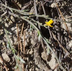 Genista depressa