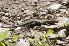 Aspidoscelis deppii infernalis