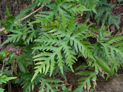 Doryopteris decipiens observed 2026-05-14