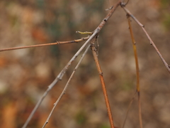 Indigofera heterantha
