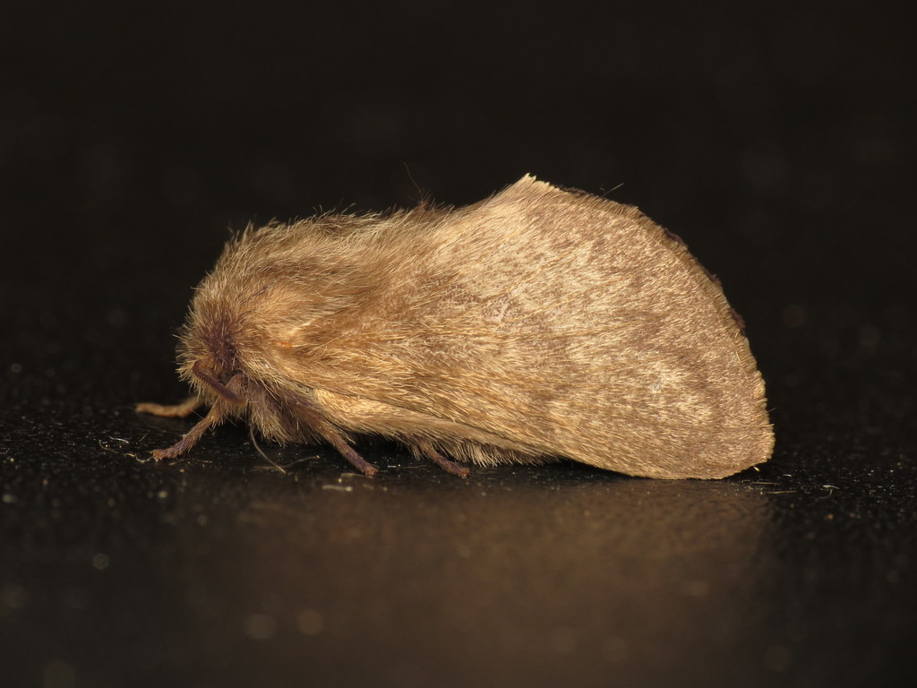 Pernattia