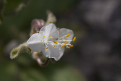 Tradescantieae