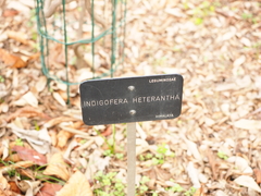 Indigofera heterantha