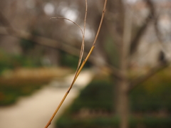Indigofera heterantha