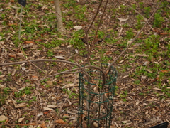 Indigofera heterantha