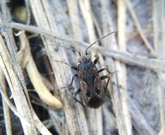 Rhyparochromus