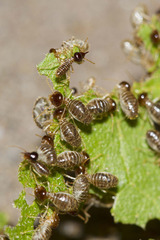 Tenuirostritermes