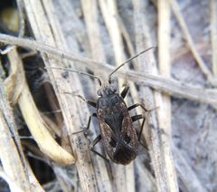 Rhyparochromus