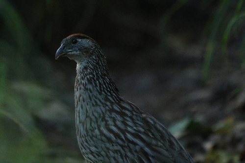 Erckel's Spurfowl (Pternistis erckelii), photo 5