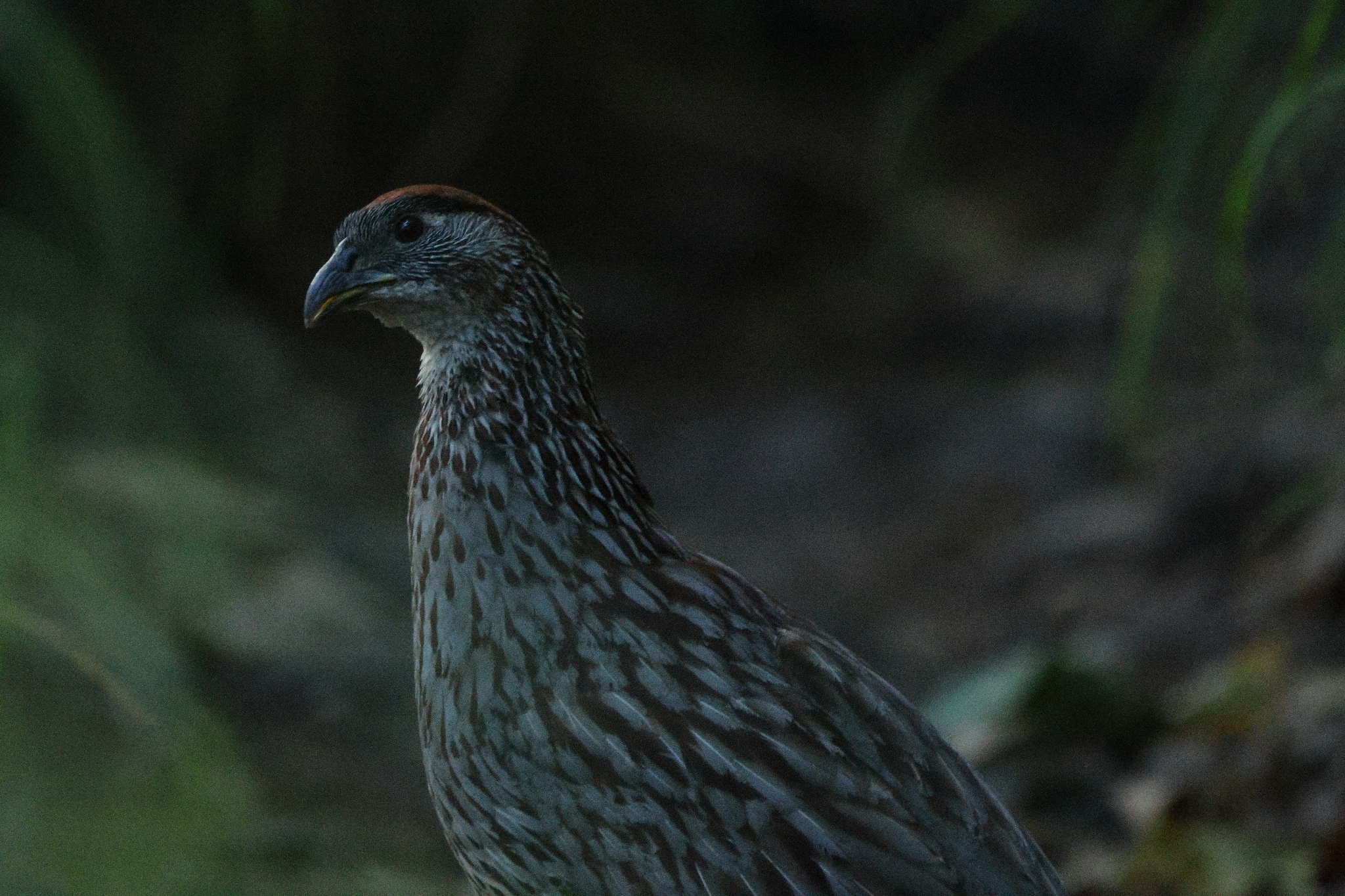 Erckel's Spurfowl (Pternistis erckelii), photo 5