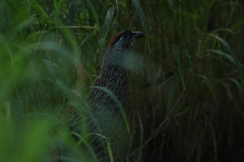 Erckel's Spurfowl (Pternistis erckelii), photo 6